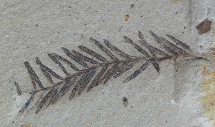 Metasequoia (Dawn Redwood) Fossil - Montana #56864